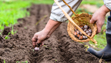 Growing Garlic: Easy Tips for Planting, Caring and Harvesting