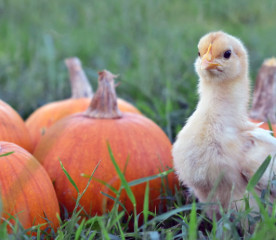 Pumpkins for Chickens: 4 Ways Your Birds Can Benefit