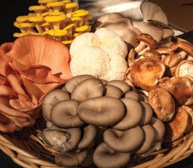 Grow Mushrooms: A Guide to Growing Them in the Garden