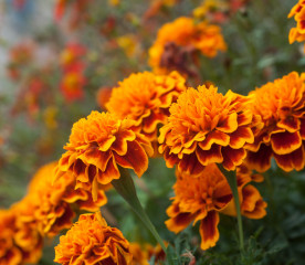Trap Crops: How They Protect Your Garden Naturally