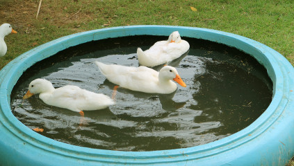 Raising Ducks: 8 Tips For a Friendly Flock