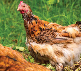 7 Best Herbs for Chickens During Molting Season