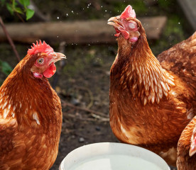 Chicken Water: How to Keep Your Flock Hydrated