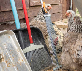 How to Clean a Chicken Coop for a Healthier Flock