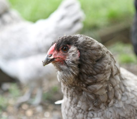 Ameraucana Chicken: Eggs, Temperament and Care