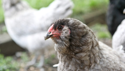Ameraucana Chicken: Eggs, Temperament and Care