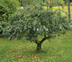 How to Prune Fruit Trees to Restore an Old Orchard