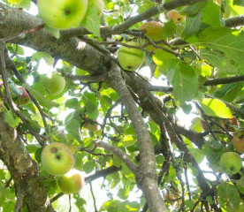 Apple Tree Branches: How to Protect Them From Breaking