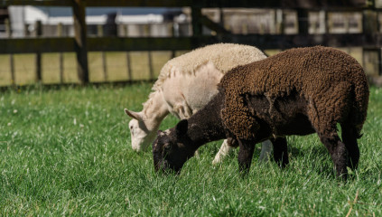 Animal Shedding: Causes, Timing & Seasonal Coat Changes