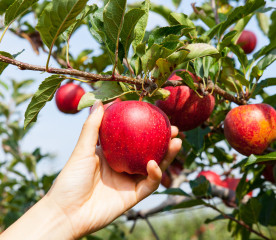 Apple Harvest: 5 Steps to Prepare Before Picking