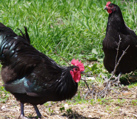 Black Australorp Chicken Breed Guide: Eggs, Size & Care
