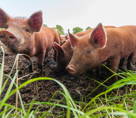 Breeds of Livestock Worth Preserving