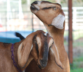 Nubian Goats: Breed Guide & Care
