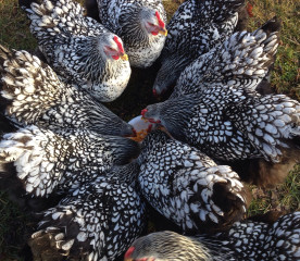 Can Chickens Eat Asparagus?