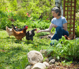 Can Chickens Eat Bell Peppers?