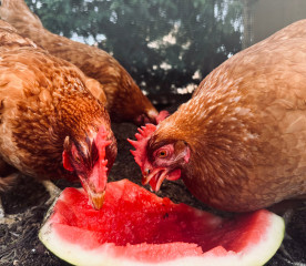 Can Chickens Eat Cantaloupe Seeds? Safe Seeds for Flocks