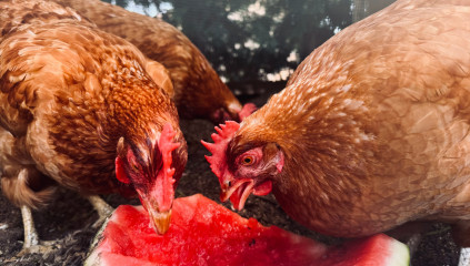 Can Chickens Eat Cantaloupe Seeds? Safe Seeds for Flocks