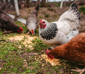 Can Chickens Eat Corn?