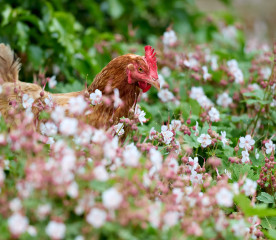 Can Chickens Eat Flowers?