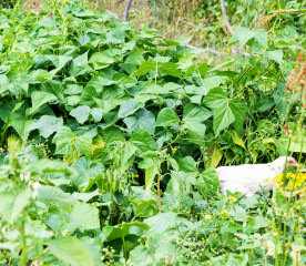 Can Chickens Eat Green Beans?