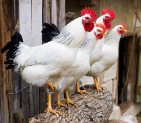 Can Chickens Eat Pineapple?