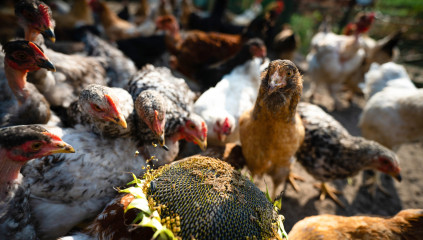 Can Chickens Eat Pumpkin Seeds? (Plus Sunflower Seeds)