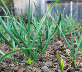 Can Garlic Survive Winter? Yes—And Why