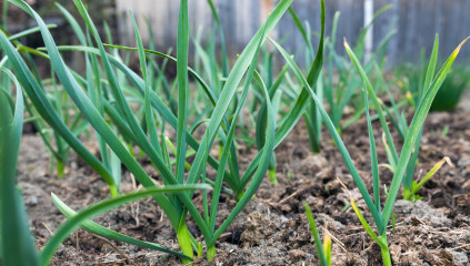 Can Garlic Survive Winter? Yes—And Why