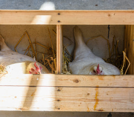 7 Chicken Coop Bedding Material Options