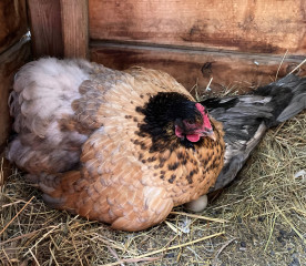 Chicken Feathers: Understanding Feather Scoring
