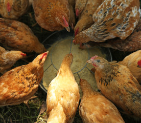 7 Tips to Your Reduce Chicken Feed Costs