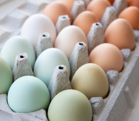 What Chickens Lay Green Eggs? 4 Breeds to Consider