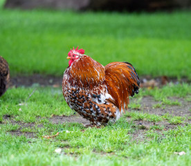 Cochin Chicken: Eggs, Size, Temperament & Care