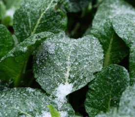 Cold Weather Vegetables: Why Cold Makes Some Crops Sweet