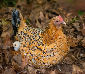 D’Uccle Chicken: Breed Guide, Eggs, Temperament & Care