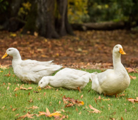 Duck Care Tips for Fall and Winter Prep