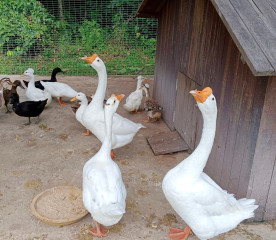 Duck Coop Guide: Housing Ducks & Geese