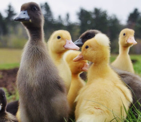 Duck Eggs: Nutrition, Benefits, and How to Use Them
