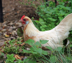 Dutch Bantam: Breed Guide, Eggs, Temperament & Care