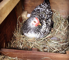 Egg-Bound Chicken: Causes, Symptoms & Treatment