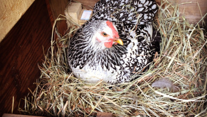 Egg-Bound Chicken: Causes, Symptoms & Treatment