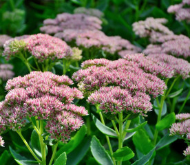 5 Fall Flowers That Bloom Late Into Autumn