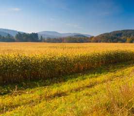 Fall Weather: Why is Early Fall So Warm?