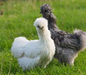 Fluffy Chicken Breeds: Top Picks for Your Backyard Flock