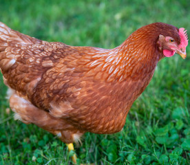 Best Foraging Chicken Breeds for Backyard Flocks