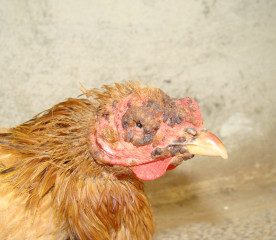 Fowl Pox in Chickens: Symptoms, Treatment and Prevention