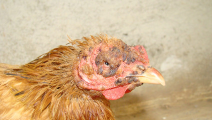 Fowl Pox in Chickens: Symptoms, Treatment and Prevention