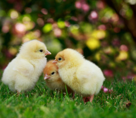 Friendly Chickens: 8 Tips for Raising a Tame Flock