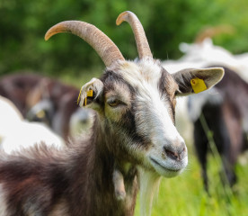Goat Health Checkup: How to Examine Your Herd