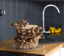 Growing Mushrooms at Home: A Beginner’s Guide